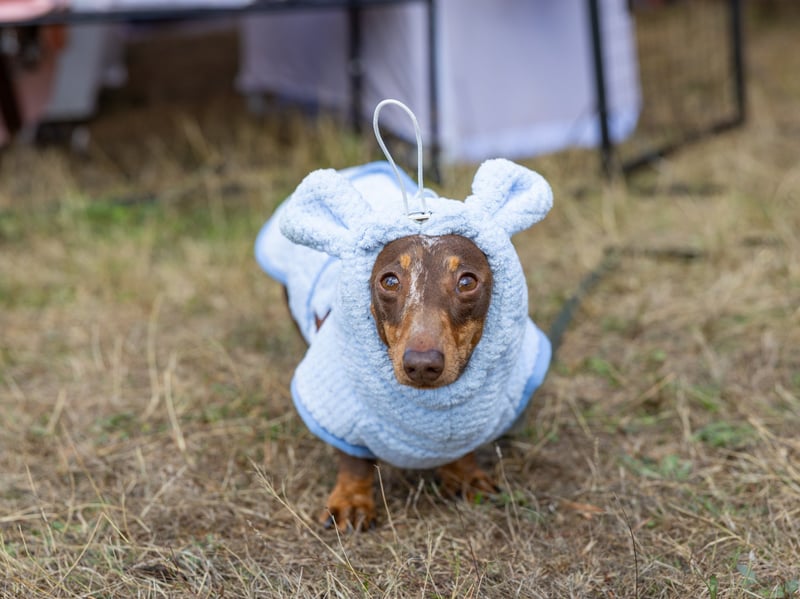 Tatty keeping cosy at the  Hampshire Dachs-Fest 2026 
