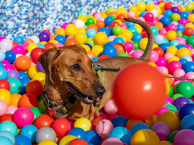 Pip enjoying the the ball pit 