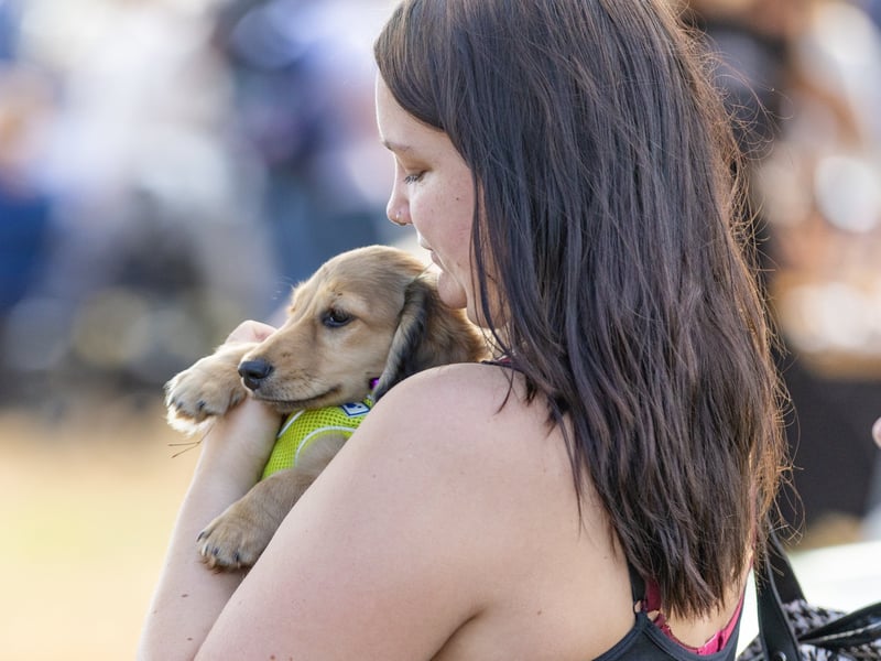 A number of cute four-legged friends could be found at Hampshire Dachs-Fest 0n Saturday, September 5.