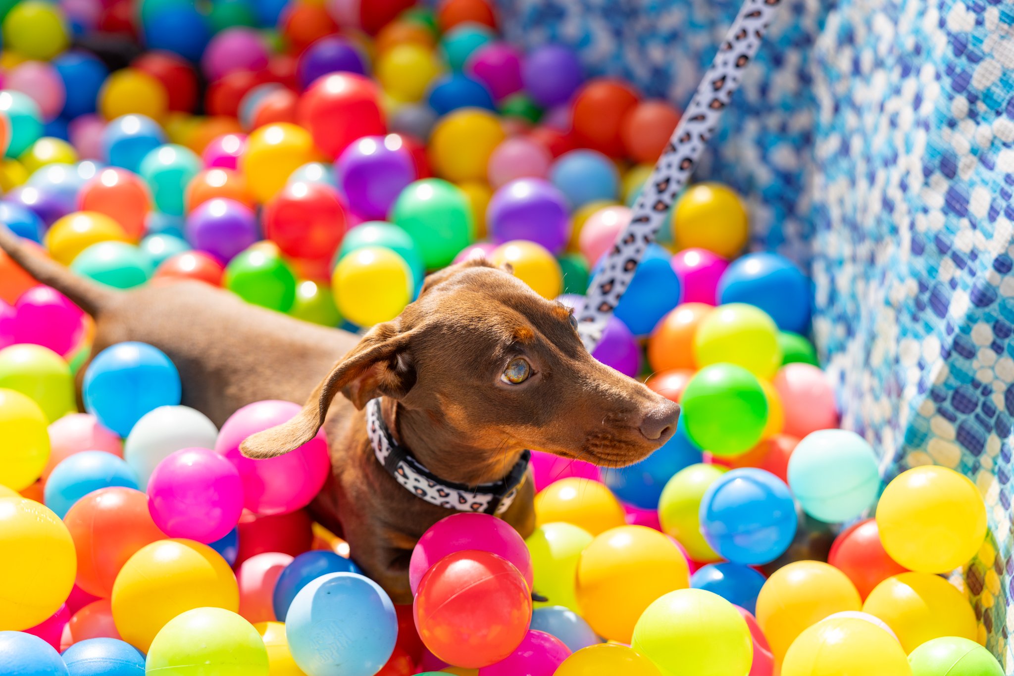 Woody playing in the ball pit.
