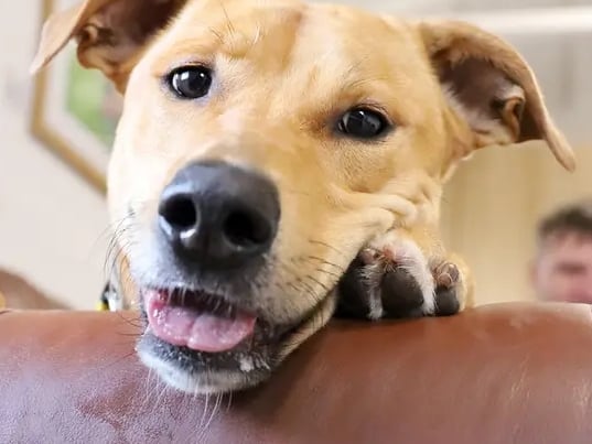 Looking for a super smart, super fun and super handsome Lurcher? Then meet Nuche! He’s three-years-old and bursting with potential. He’s quite shy initially but once he’s familiar there’s no stopping him! He’s very affectionate and loves to snuggle with his friends.