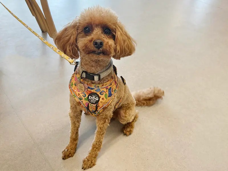 Poppy is a energetic six-year-old cavalier poodle cross. She's affectionate loves cuddles treats and training. She loves her walks and enjoys going everywhere and would make a great little cafe partner.