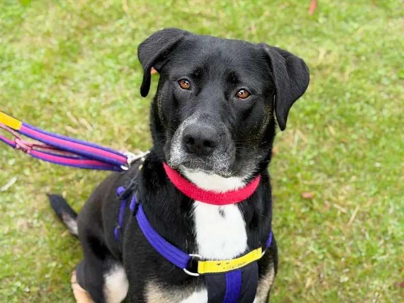 Daisy is a beautiful four-year-old Rottweiler Cross. She is really affectionate and loves leaning in for a snuggle once she’s gotten to know you! Daisy is such a sweet, polite girl who has been through a lot in life, she can be nervous when meeting new people. So, her new home will need calm, patient owners who can allow plenty of time for her settle in and build a strong bond.