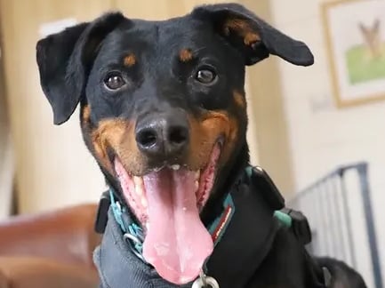 Are you looking for THE most loyal and loving BFF and are up for learning some great dog training along the way? Then meet Jupiter! He’s a seven-year-old Dobermann Cross who forms a very strong bond with his friends. Jupiter is what we call a ‘Velcro dog’, because he will stick by your side!