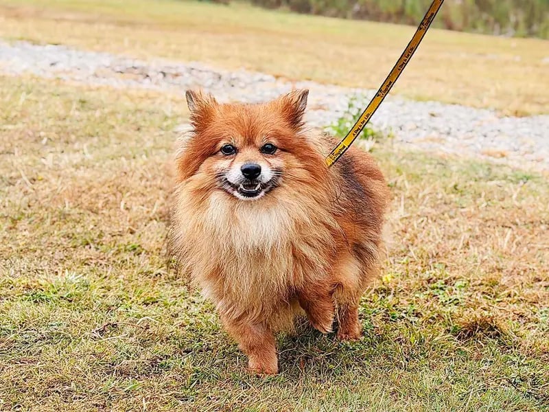 Karl is a beautiful, little seven-year-old Pomeranian Crossbreed who’s had a very difficult and sheltered start to life. We’re really proud of the progress he has made so far and he’s ready to start taking the next steps towards finding his fur-ever home!