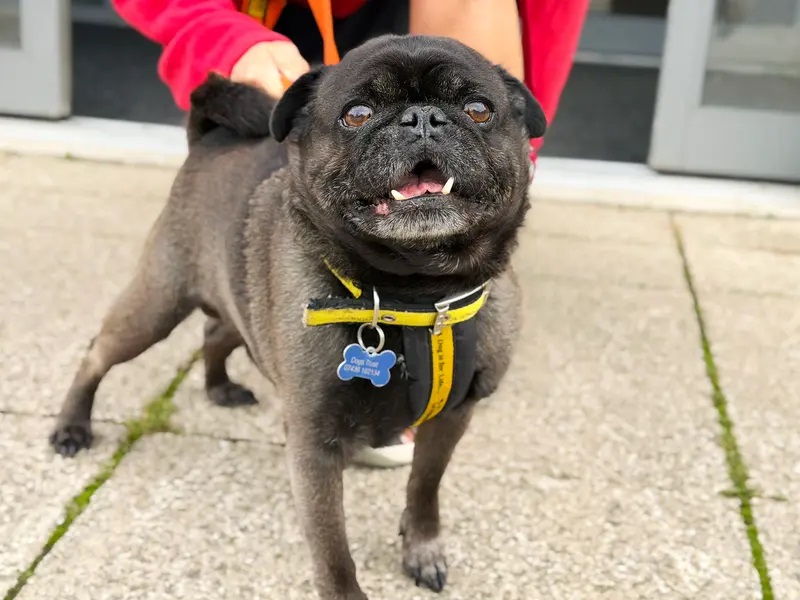 Monty is an incredibly sweet an 8yr old Jug (Jack Russell Pug Cross). He’s instantly friendly with everyone and loves to snuggle! Given the opportunity he likes to climb onto your lap for a fuss, but he’s also happy relaxing on his own.