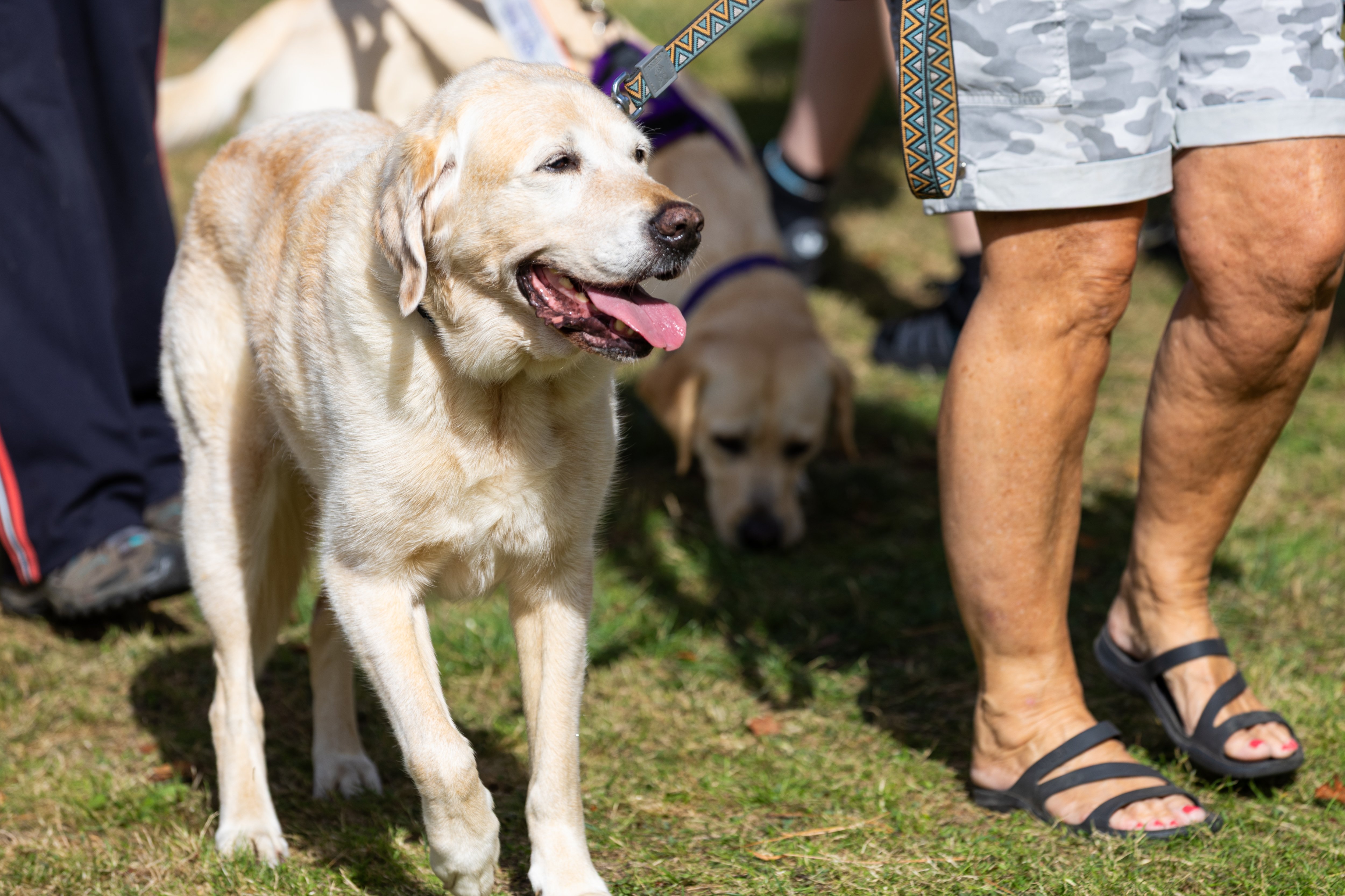 Bark at Staunton Country Park took place on Sunday, September 6.

