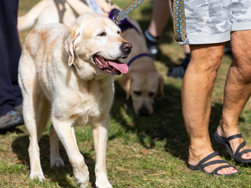 Bark at Staunton Country Park took place on Sunday, September 6.
