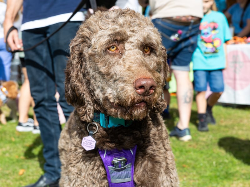 Gomez enjoying Bark at Staunton Country Park 
