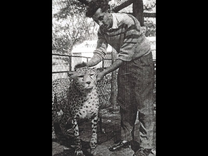 Zoo keeper Rama "Sam" Samaraweera gently pats a big cat inside its enclosure at Dudley Zoo in 1962. Working at the zoo offered Sam a unique opportunity to observe and sketch animals up close, but his passion for drawing soon got the better of him—he was eventually let go for spending more time sketching the animals than tending to his official duties! That unexpected twist proved to be a blessing in disguise, launching his career as a celebrated wildlife artist whose famous animal prints were loved around the world. Do you remember seeing the big cats or meeting the keepers during visits to Dudley Zoo back in the 1960s?