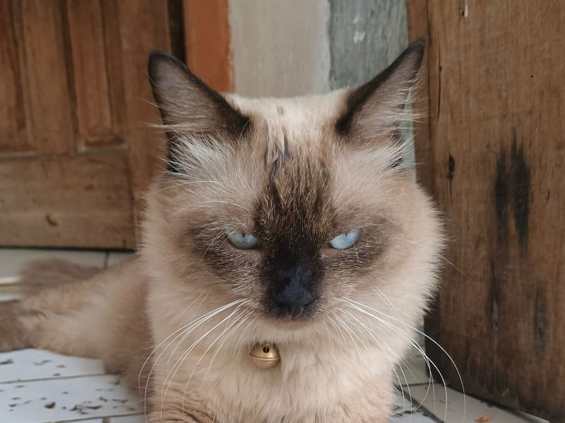 Essentially a long haired Siamese cat, the Balinese shares much of its close cousin's attributes. That includes their intelligence - and chatting away about it at every opportunity.