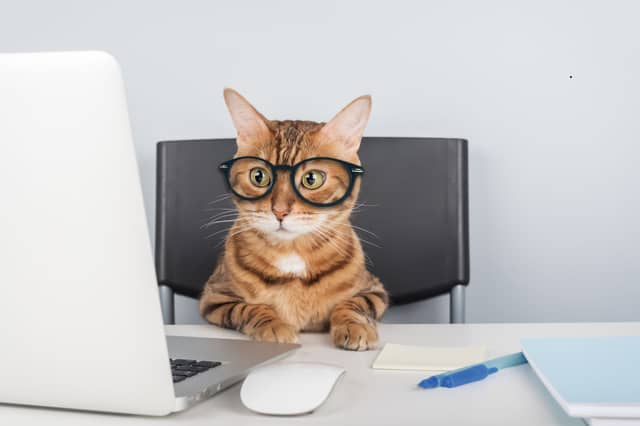 Some cat breeds are naturally smarter than others.