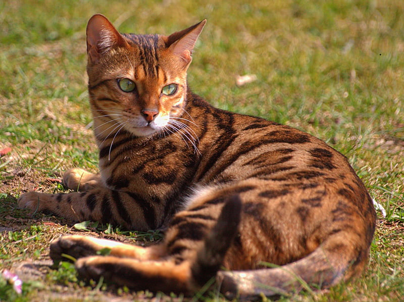 The brainy Bengal is a naturally highly intelligent, energetic problem-solver who can quickly learn routines, tricks, and games. They say that curiosity killed the cat, but these adventurous characters positively thrive in investigating everything.