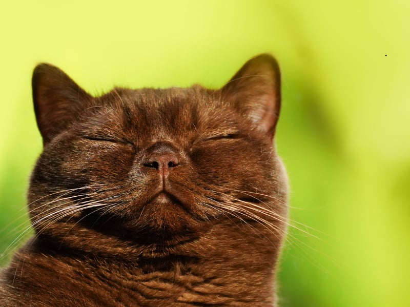 Burmese cats combine intelligence with an intense interest in people - these are seriously engaged cat. They readily use their intellect to learn tricks, recognise new words and - above all - get their own way. If you get one of these cats don't be surprised if they end up outwitting you.