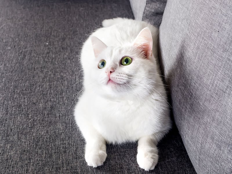 Turkish Angoras are confident, curious, and highly observant. They enjoy exploring, learning, and interacting with people, often remembering routines and figuring out how to access interesting places.