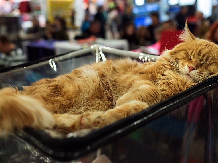 The enormous Maine Coon has a brain as big as its body. They have excellent memories and respond well to training. Perhaps the cat breed that is most aware and understanding of its surroundings, it tends to know where everything is at all times.