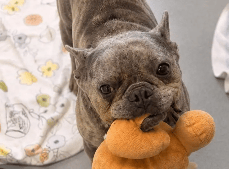 Egg is a wonderful little lady who has an incredibly sweet nature. She has recently spent time in a foster home, where she’s had a glowing report from her foster carers. She absolutely adores human company – nobody is a stranger to Egg! She is an incredibly affectionate girl and loves sitting on your lap!
