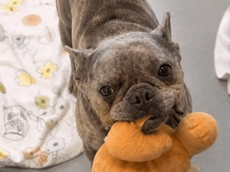 Egg is a wonderful little lady who has an incredibly sweet nature. She has recently spent time in a foster home, where she’s had a glowing report from her foster carers. She absolutely adores human company – nobody is a stranger to Egg! She is an incredibly affectionate girl and loves sitting on your lap!