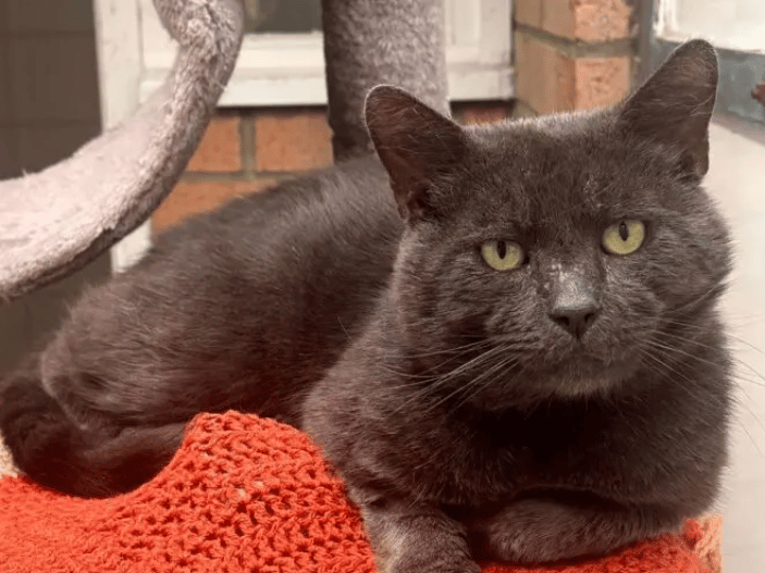 Gunther is a very nervous and worried little lad who is currently feeling overwhelmed by the shelter environment. He is a sensitive boy who is spooked very easily, however, he can slowly be won round with treats and particularly catnip – which he loves! He will typically avoid contact with staff until they have sat calmly and quietly with him for a little while, before he begins to feel a little braver.
