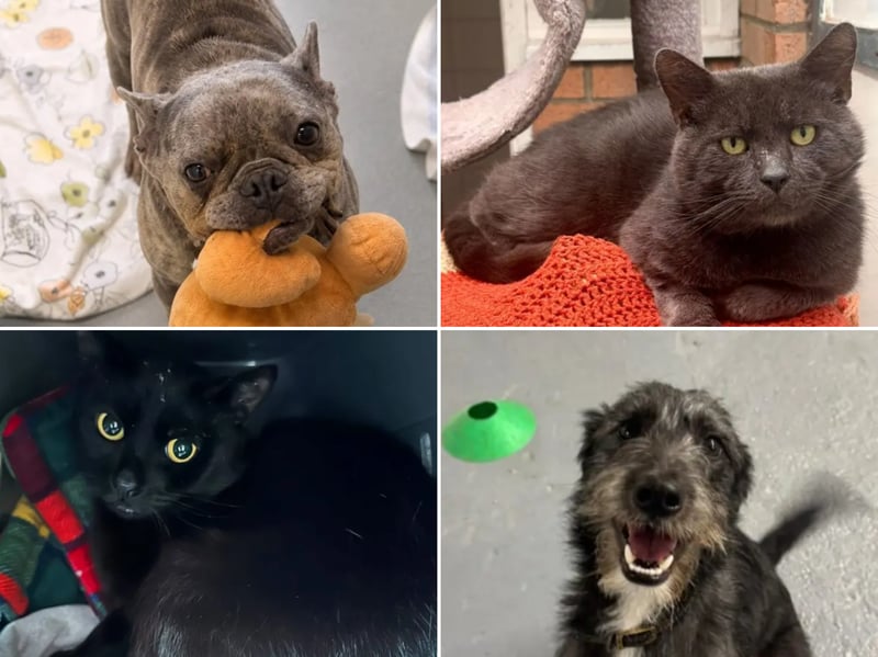 All these pets at Newcastle Dog & Cat Shelter are searching for a home