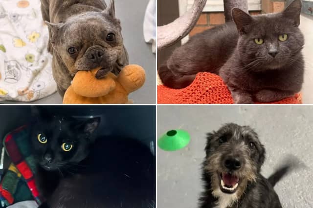 All these pets at Newcastle Dog & Cat Shelter are searching for a home