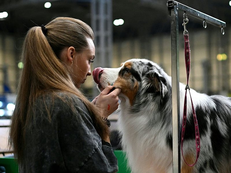 Not all velcro dogs are lapdogs (although we still have a few of them to come). Working dogs and herding dogs can be sticky with their owners due to them being pack animals. They see their human family as being their pack and like to keep them as close as possible at all times. One great example of this is the Australian Shepherd which, despite its name, actually comes from America. 