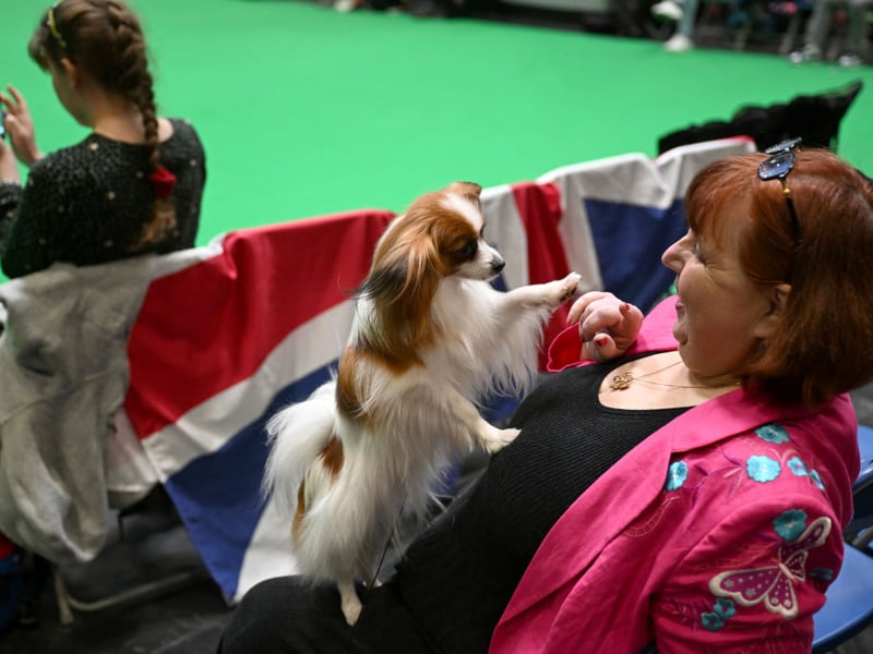 Bred to be glorified lap warmers for French royalty, Papillons are born to stick like velcro.