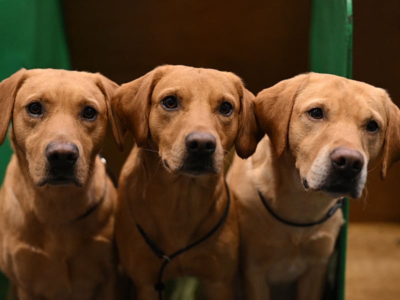 The UK's most popular dog for umpteen years (although it has lately received some competition from the French Bulldog), the Labrador Retriever will rarely leave their owner's side unless forced to. On walks it's unusual for these lovable creatures to stray far enough to lose sight of their humans. 