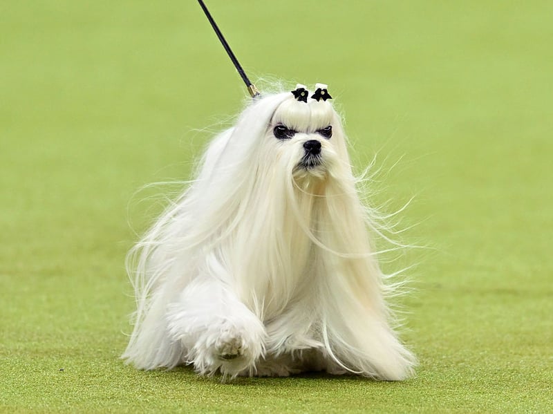 Maltese dogs were bred primarily for companionship, so being close to their humans comes naturally. They often follow their owners everywhere and become happiest when receiving affection and attention.