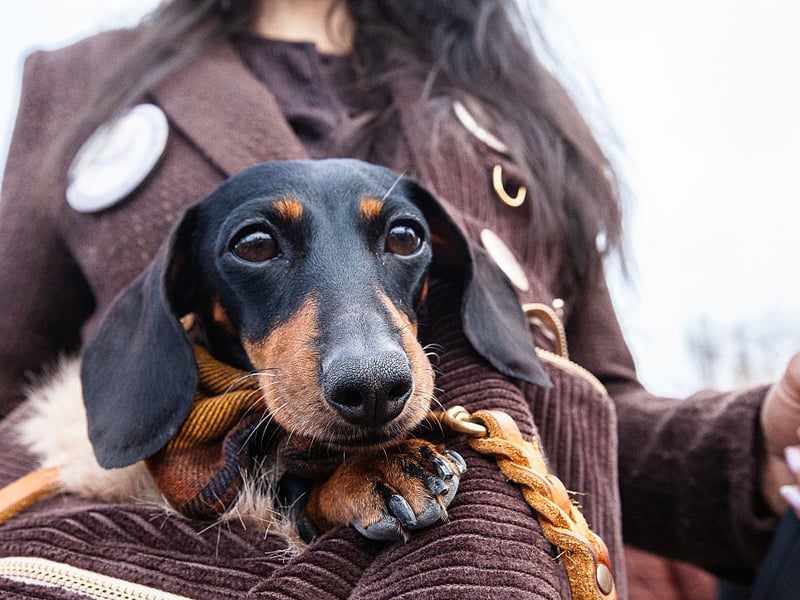 Ask any Dachshund owner and they'll tell you how much their pets being left alongs. These sausage dogs' favourite place is to be on their mum or dad's lap and they would very much like to join you wherever you are going. 