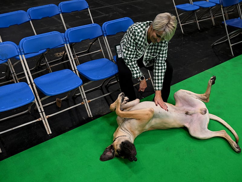 Great Danes often seem unaware of their enormous size when seeking affection. These gentle giants frequently lean against people, follow them around, and attempt to become oversized lap dogs.