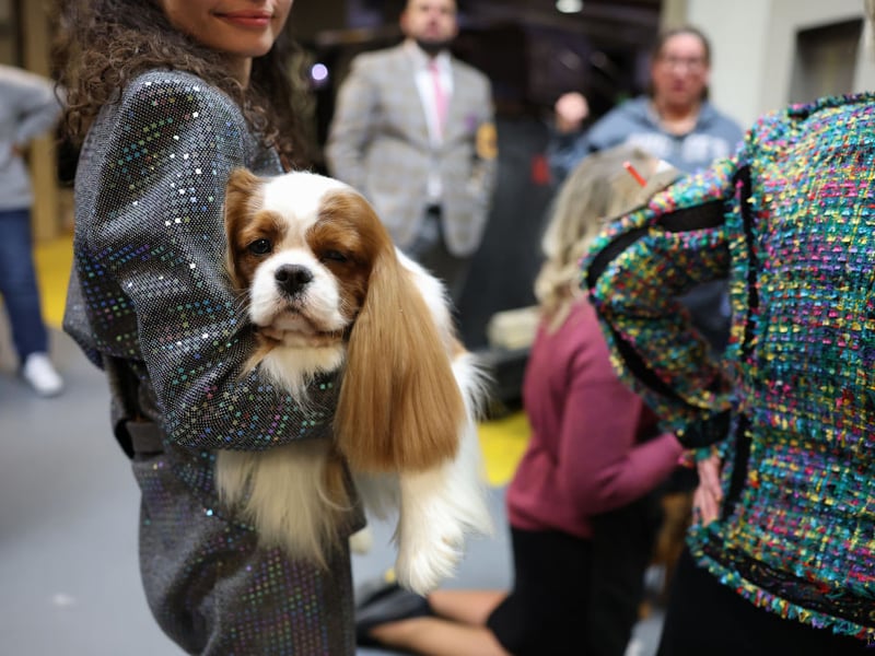 The snuggly Cavalier King Charles Spaniel utterly loves constant companionship and affection. They form strong attachments with their humsn and rarely want to be alone. Their sweet nature and desire for closeness make them true lap-loving Velcro dogs.