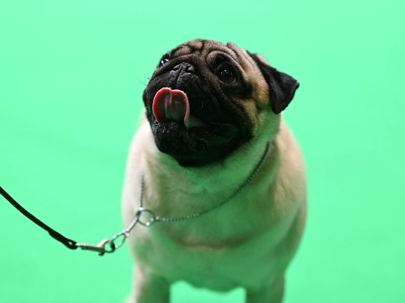 One of the potential issues with velcro dogs is that the deperate need to be with you can lead to seperation anxiety if they are left alone too often - sometimes leading to destructive behaviour. That's the case for the lap-loving Pug so, if you want a breed you can leave alone for a few hours, you should maybe miss this dog off the list.