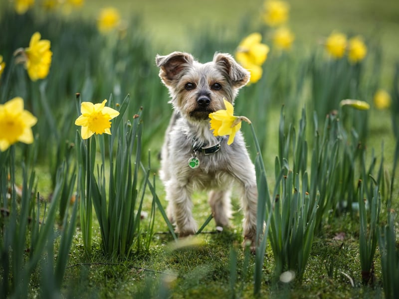 If you are getting a Yorkshire Terrier prepare to never go to the toilet alone ever again - they simply won't let you do anything by yourself. After all, if they did, something bad might happen. These dogs used to be used to catch rats, but now the only thing most of them hunt are cuddles and affection.