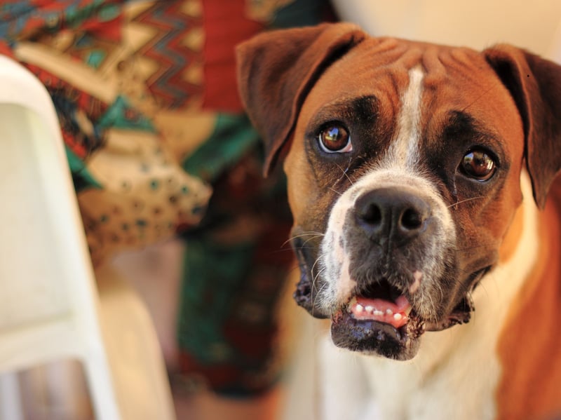 Don't let their occasionally grumpy-looking faces fool you - Boxers are soft as putty and utterly adore their owners. You'll never have any problem finding them - just look down and they'll be right at your side. It's endearing, but can be an issue if you want a more independently-minded pet.
