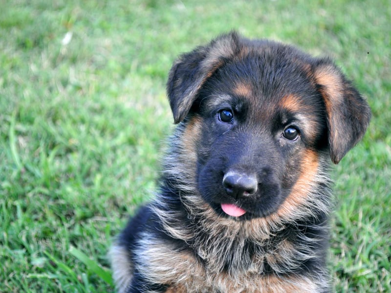 They may have a tough reputation as police and military dogs but the eagerness to please humans that makes German Shepherds so good at those jobs also means that they see themselves as a companion for life who will stick to their human like glue.
