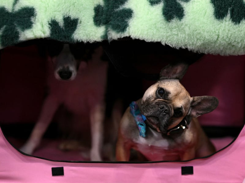 Every step you take, every move you make, your Frenchie will be watching you. The UK's second most popular pet is unlikely to leave you alone for a second.