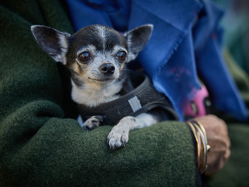 The tiny Chihuahua's ferocious love of their owner can sometimes spill over into aggression. They're not fans of being alone but, luckily enough, they are so small they can be taken most places without too much bother.