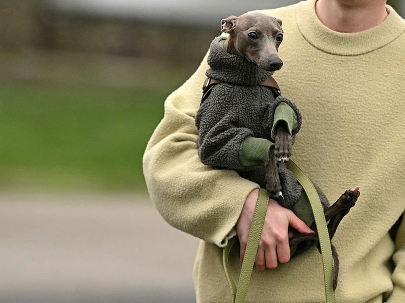 Italian Greyhounds can be surprisingly clingy despite their delicate appearance. They crave warmth, security, and human contact, frequently burrowing under blankets or attaching themselves to their favourite person.