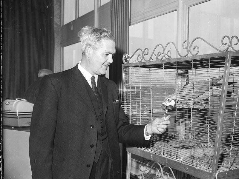 A parrot receives a sweet from Mr McCosh at Goldbergs' Tollcross Department Store in October 1963.