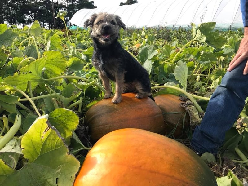The pumpkin patch opens on 10 October and visits must be booked in advance - either a morning (10am to 12.30pm) or an afternoon slot (1pm to 3.30pm) and there's a £1.50 entry fee. You can turn up any time in your booking slot and pay for pumpkins picked.