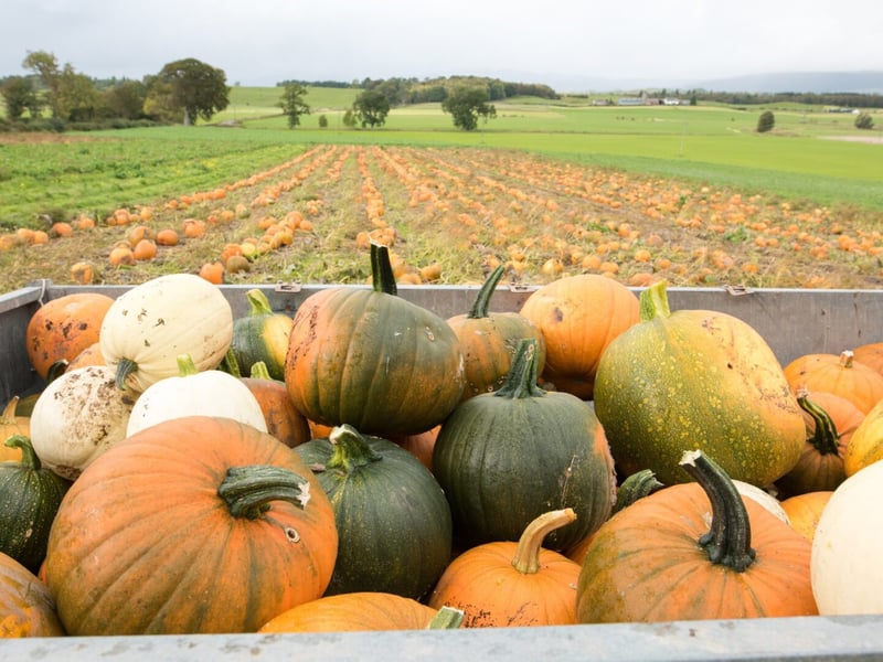 Arnprior was one of the first Scottish farms to open a pick your own pumpkin patch way back in 2015.
Tickets for pumpkin picking are on sale now, priced at £14.90 per car.
2026 dates: 10-26 October over three sessions - 9.00am-11-30am; 12pm-2.30pm and 3pm-5.30pm. Times on 22 and 23 October are: 12.2.20pm, 3-5.30pm and 6-8.30pm
After school sessions will run from 26-30 October and if you want to visit for the farm’s annual date night, this is taking place on Saturday 24 October.
Tickets are priced at £14.90 per car (with £5 redeemable on a pumpkin), and are on sale now.