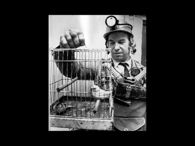 These two little mine workers in January 1972 were potential lifesavers. For the canaries were still used to warn of carbon monoxide gas and were kept in pairs at each pit head. There were also 15 in the aviary at Hednesford Mines rescue station on Cannock Chase. Here, instructor Raymond Wall is pictured in breathing apparatus, checking on two of his safety team colleagues in their handling cage.
