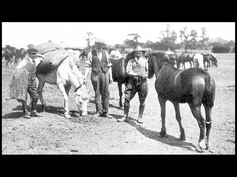 Pit ponies brought to the surface at Rumer Hill, Cannock, during the 1926 miners' strike.