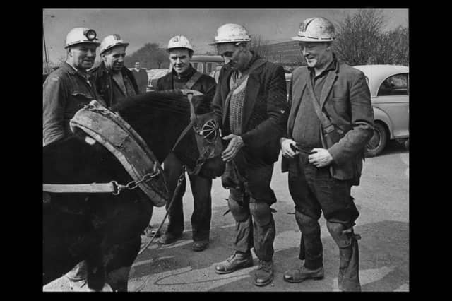 Cannock Chase miners are pictured saying goodbye to one of the last three pit ponies in the Midlands. The four-legged redundancies were the end of a nostalgic partnership between man and pony at Cannock Wood Colliery, in 1969.