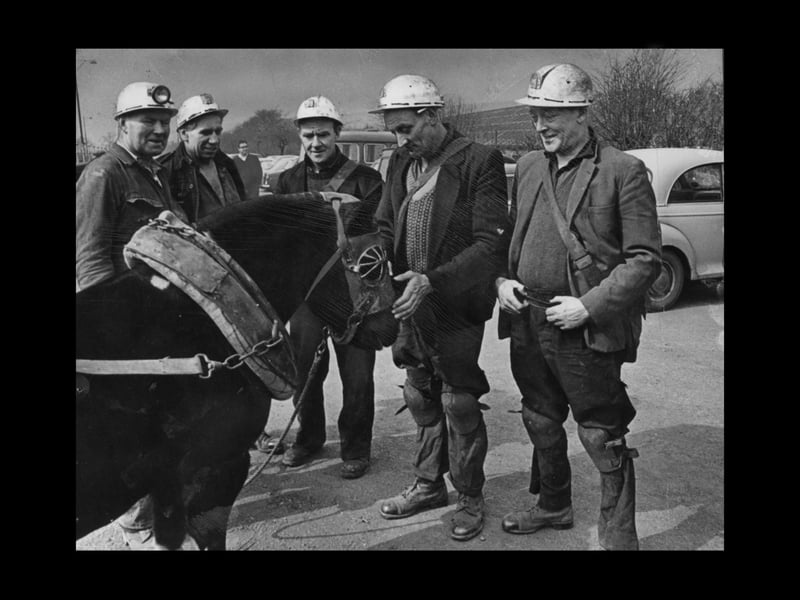 Cannock Chase miners are pictured saying goodbye to one of the last three pit ponies in the Midlands. The four-legged redundancies were the end of a nostalgic partnership between man and pony at Cannock Wood Colliery, in 1969.