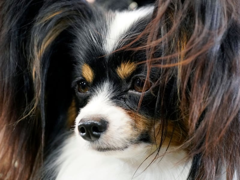 The Papillon is arguably the best small dog breed for new dog owners - particularly those with limited space. They are friendly and happy dogs, who are demonstrative and show very little aggression.