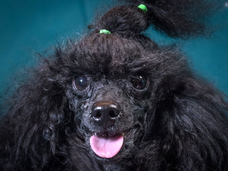 Poodles are incredibly intelligent dogs and have hypoallergenic coats - explaining their huge popularity around the world. They even come in three sizes - Standard, Miniature and Toy - so there's guaranteed to be one to suit your home and lifestyle.