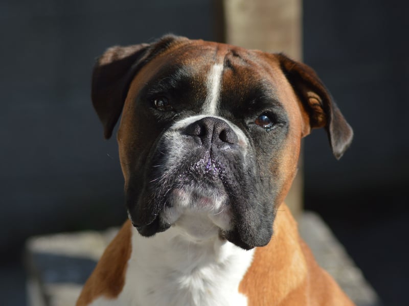 Instinctively protective towards their owners, the Boxer just adores human affection, making for an instantly adorable pet. They are also great with children and need very little grooming.