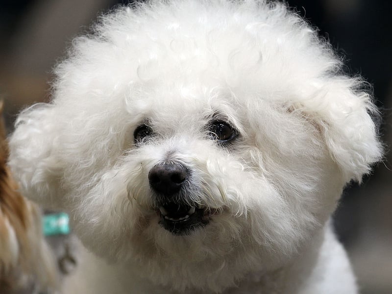 Ideal for those living in a city flat who are looking for a first dog, the Bichon Frise is a cloud-like bundle of fun that is dedicated to its owner by default. They only need moderate exercise so a local park will do them fine most of the time. The only challenge is that, unless you're handy with a pair of clippers, they will need regular trips to the groomer to keep their coats immaculate. 